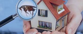 Termite Treatment Services in Abu Dhabi