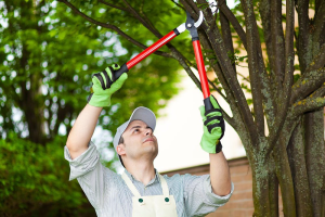 Tree Trimming