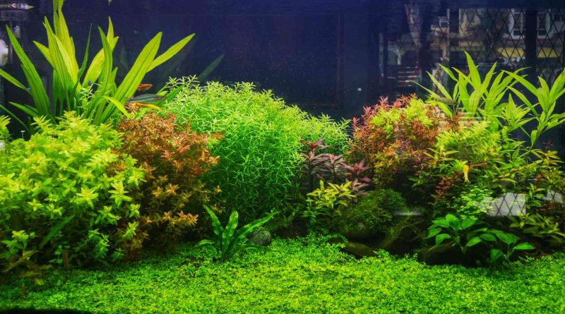 best aquarium plants