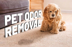 pet odor removal