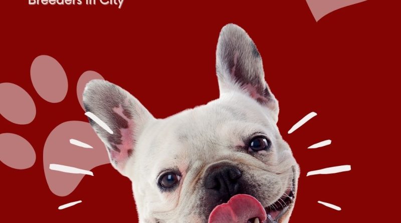 Merle French Bulldog