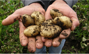 Harvest Potatoes