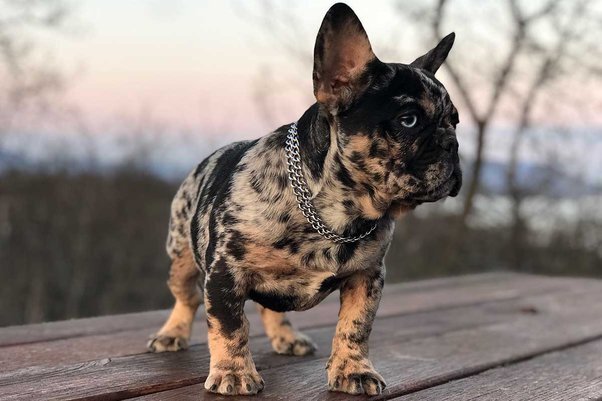 French Bulldog Puppies