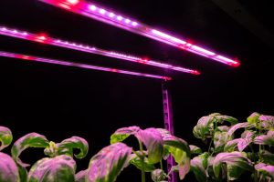 LED Grow Lights