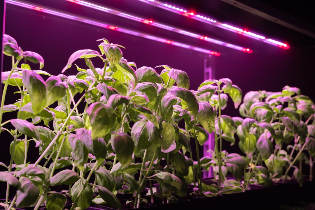 Valoya LED Grow Lights