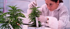 Cannabis Terpenes and the Impact of Light Spectrum
