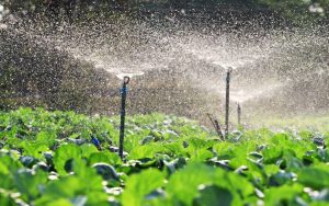 Sprinkler